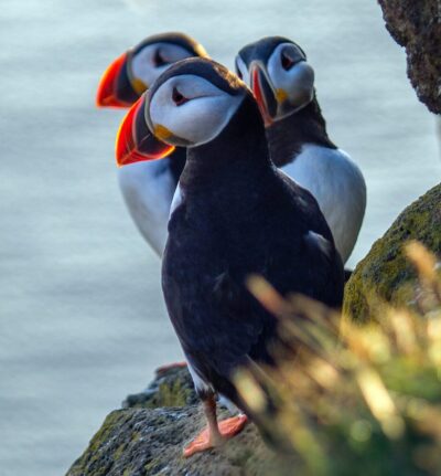 puffin tour puffins tours iceland islândia jokulsarlon jökulsárlón glacier lagoon lagoa glaciar iceberg icebergs ecebergues icelandic horse cavalo islandes ponei poney tour horse riding andar a cavalo horse rental golden circle geysir strokkur geiser geyser gullfoss waterfall puffin puffind papagaios-do-mar waterfalls