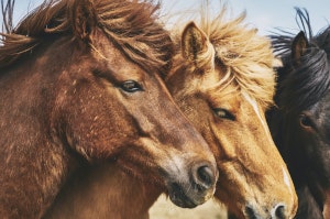 horse riding tours in finland iceland islândia jokulsarlon jökulsárlón glacier lagoon lagoa glaciar iceberg icebergs ecebergues icelandic horse cavalo islandes ponei poney tour horse riding andar a cavalo horse rental golden circle geysir strokkur geiser geyser gullfoss waterfall waterfalls horse glacier glaciar geleira