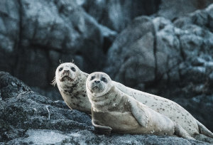 seals survival sauna yoga aurora boreal noruega islandia islândia suécia finlândia suecia finlandia oslo reykjavik rovaniemi alta bodo bodø northern lights países nórdicos nordics booknordics scandinavia escandinávia husky sled reindeer santa claus sauna lake trenó treno huskies sled renas renas rudolgo pai natal sauna seca finlandesa transfer taxi snowshoeing helsinki finland