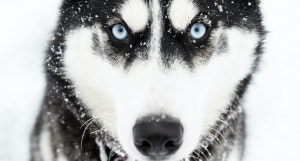 husky dog sled tours dog sledding tours sled husky islândia, iceland, pool, thermal, piscina termal, noruega, reykjavik, vik, westfjords, blue lagoon, lagoa azul, vok, vök, geosea, myvatn, secret lagoon, laugar, laug, krauma, blue lagoon, fjallsarlon, jokulsarlon, glacier lagoon, viti, kerlingarfjoll laugavallalaug