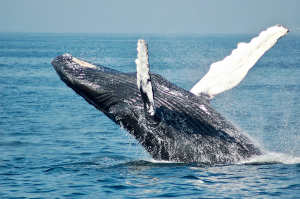 norway whale watching baleias reykjavik vik akr akureyri myvatn husavik dalvik north iceland jajadingdong faroe islands visitar a noruega, aurora boreal, auroras boreais, tromso, bergen, lofoten, ilhas lofoten, glaciares, geleira, noruega, fiordes, fjords, fiorde, noite polar, sol da meia noite glacier hike, glaciar, caminhada, skaftafell, islandia, paises nordicos plane tours, helicopter tours, private tours, bicycle tours, segway tours, multi-dauy tours, minibus tours, iceberg boat tours, jokulsarlon boat tour, zodiac tour, amphibian tour, 4 days, atv tours, buggy tours, quad tours, kayak tours, rafting tours, campervan tours, cheap tours, budget tours, iceland on a budget, camping iceland, campervan tours, walking tours, hiking tours, food tours, food walk reykavík, mývatn, akureyri, aurora borealis, waterfalls tours, south coast tours, excursions, dog sledding tours, glacier tour, ice climbing, ice cave tours, katla ice cave, crystal ice cave, glacier hike, vatnajokull, horse riding, icelandic horse, blue lagoon, blue lagoon transfer, blue lagoon admission, blue lagoon entry, blue lagoon ticket, package tours, hot springs, free, discount, diving and snorkeling silfra, midnight sun tours iceland, highlands tours, landmannalaugar, kerlingarfjoll, snowmobile tours, museums and culture, puffins, puffin tour, volcano tours, whale watching akureyri husavik reykjavik dalvik hjalteyri, zipline and climbing, multi-day tours, south coast tours, northern lights tours, aurora boreal tours, aurora hunt, golden circle tours, westfjords tours, self-drive, minibus, troll, arctic, nicetravel, flybus, re, reykjavik excursions, reykjavik sightseeing, snæfellsnes peninsula, visit the nordics, iceland, scandinavia, norway, finland