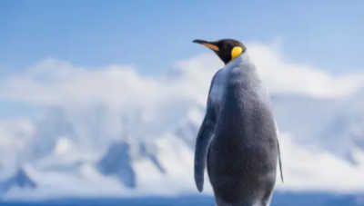 penguin antarctica cruise cruises antarctica expedition punta arenas glacier patagonia