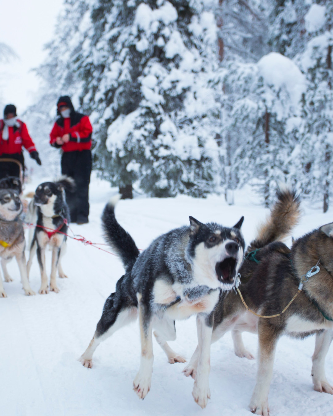 The winter wonderland of Lapland