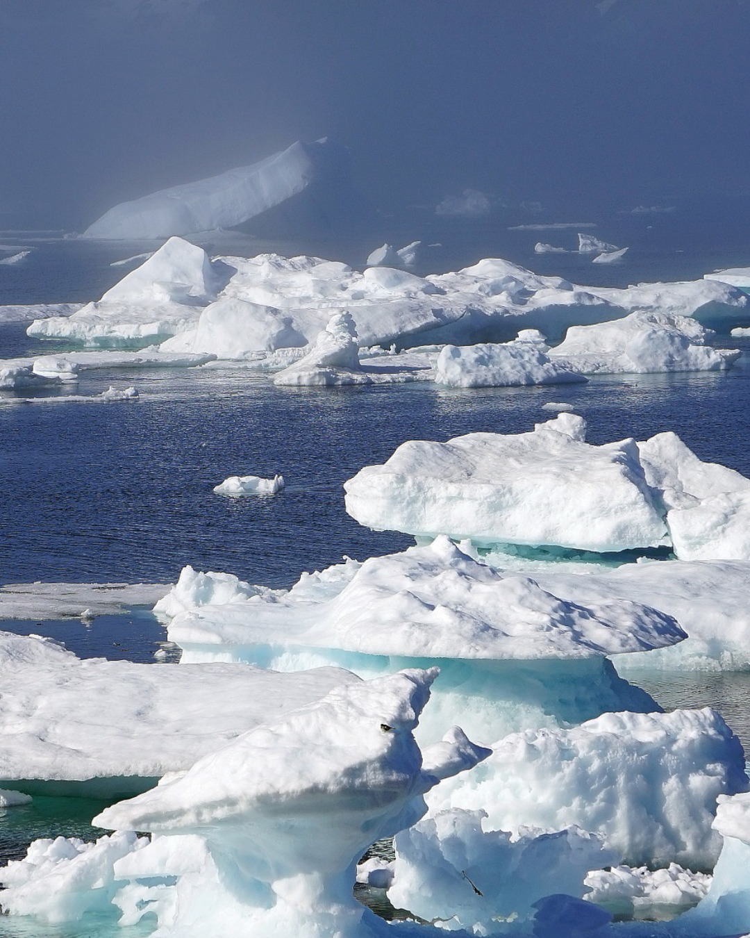 The drifting icebergs off the coast of Greenland