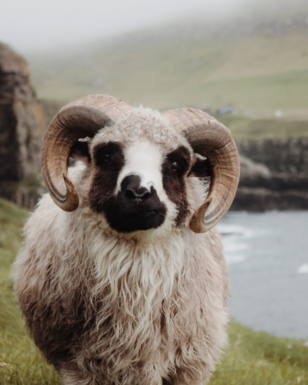 Sheep roaming around in the Faroe Islands