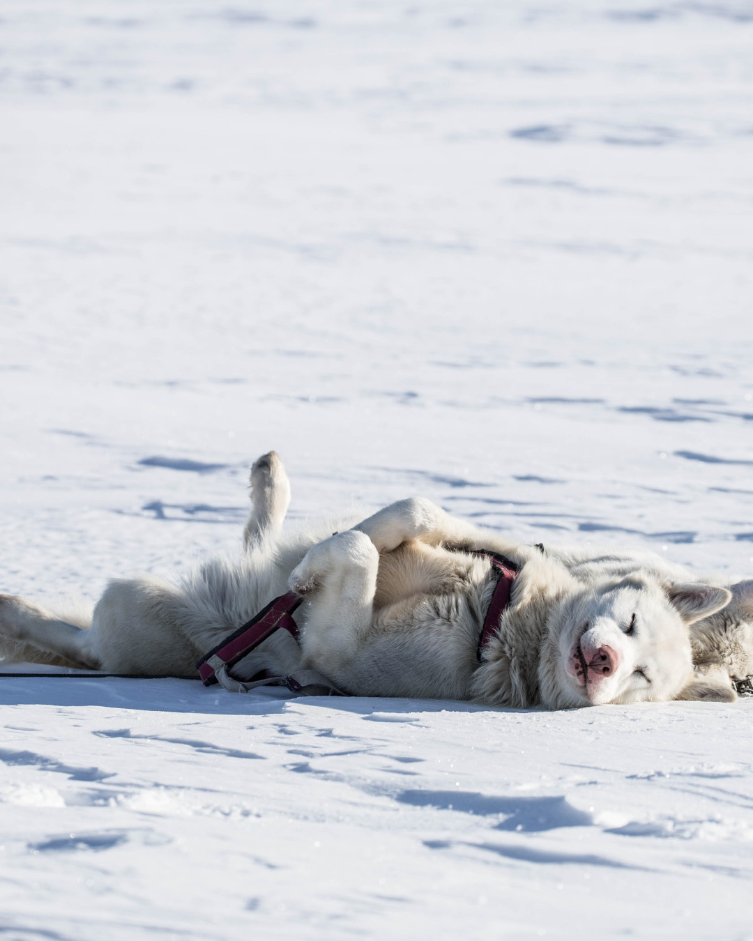 Svalbard’s dog sled tours