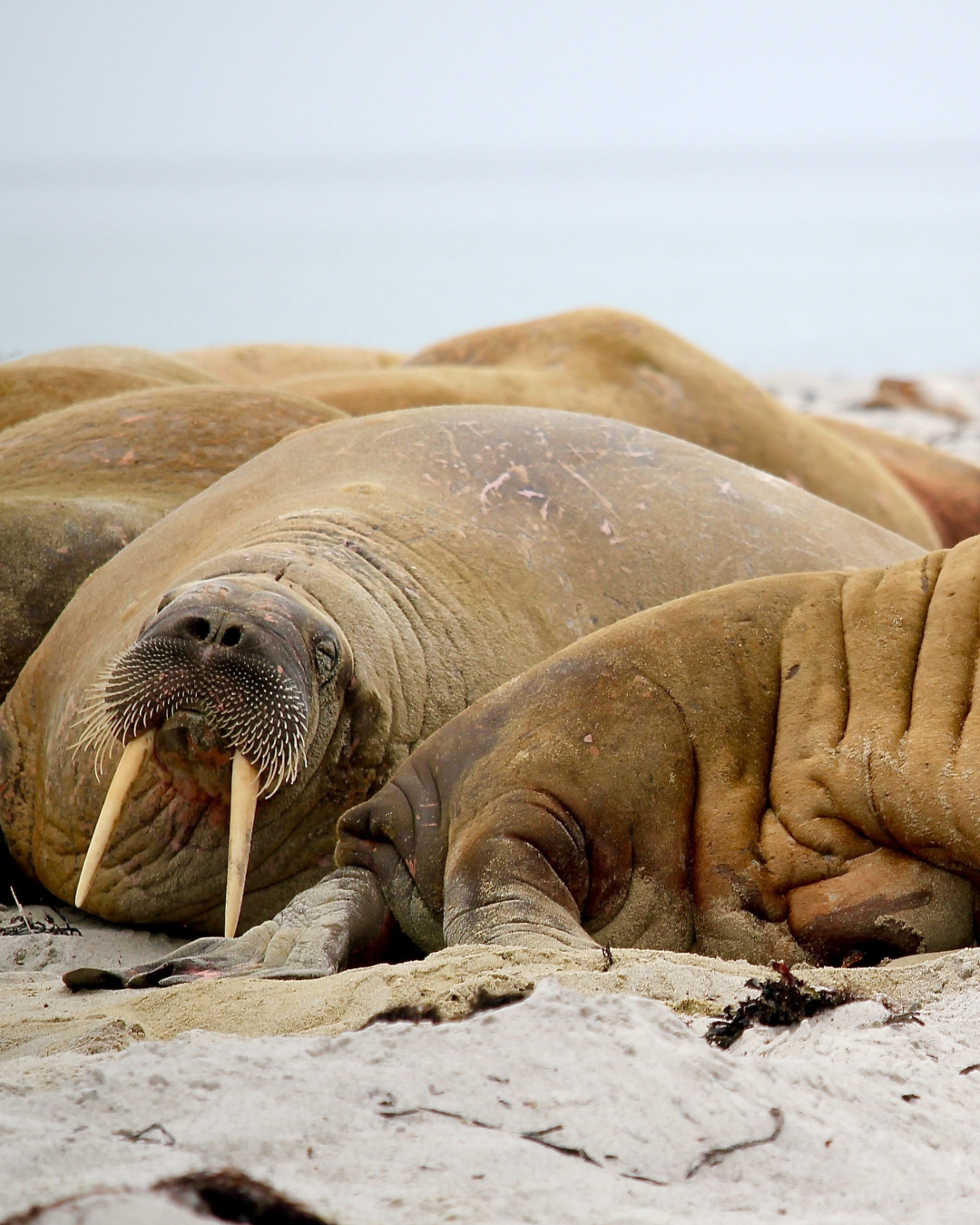 Discover Svalbard Walrus