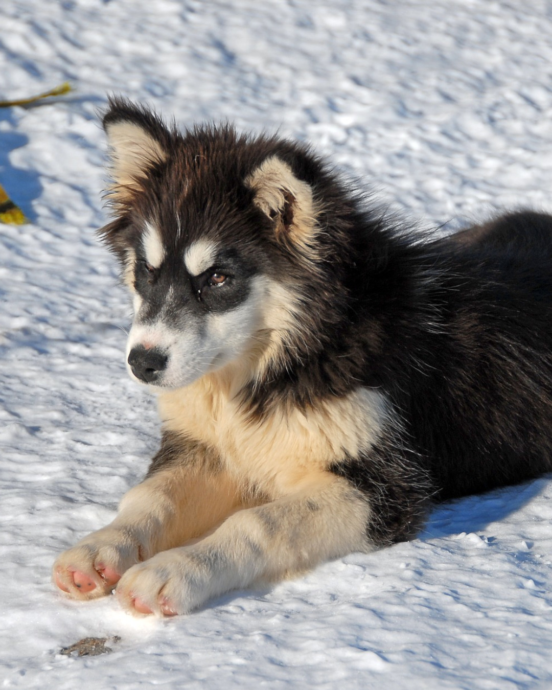 A Husky Experience in Greenland