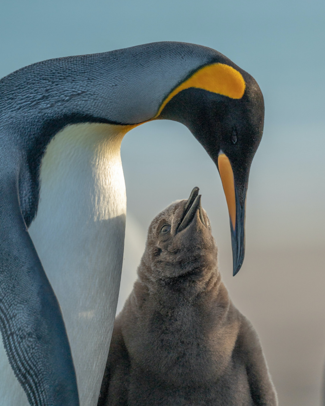 Antarctica and how to see Penguins