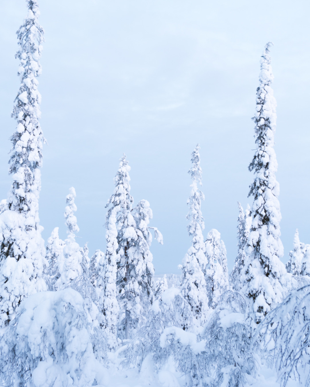 Lapland Snow-Covered Pine Trees