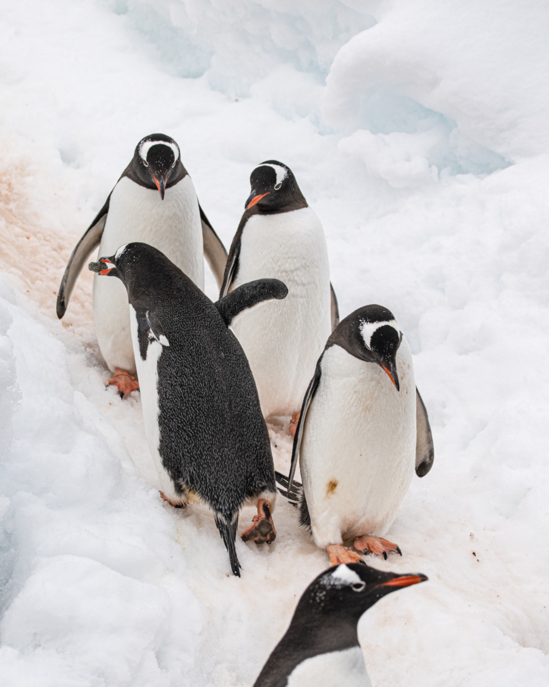 See Penguins in Antarctica