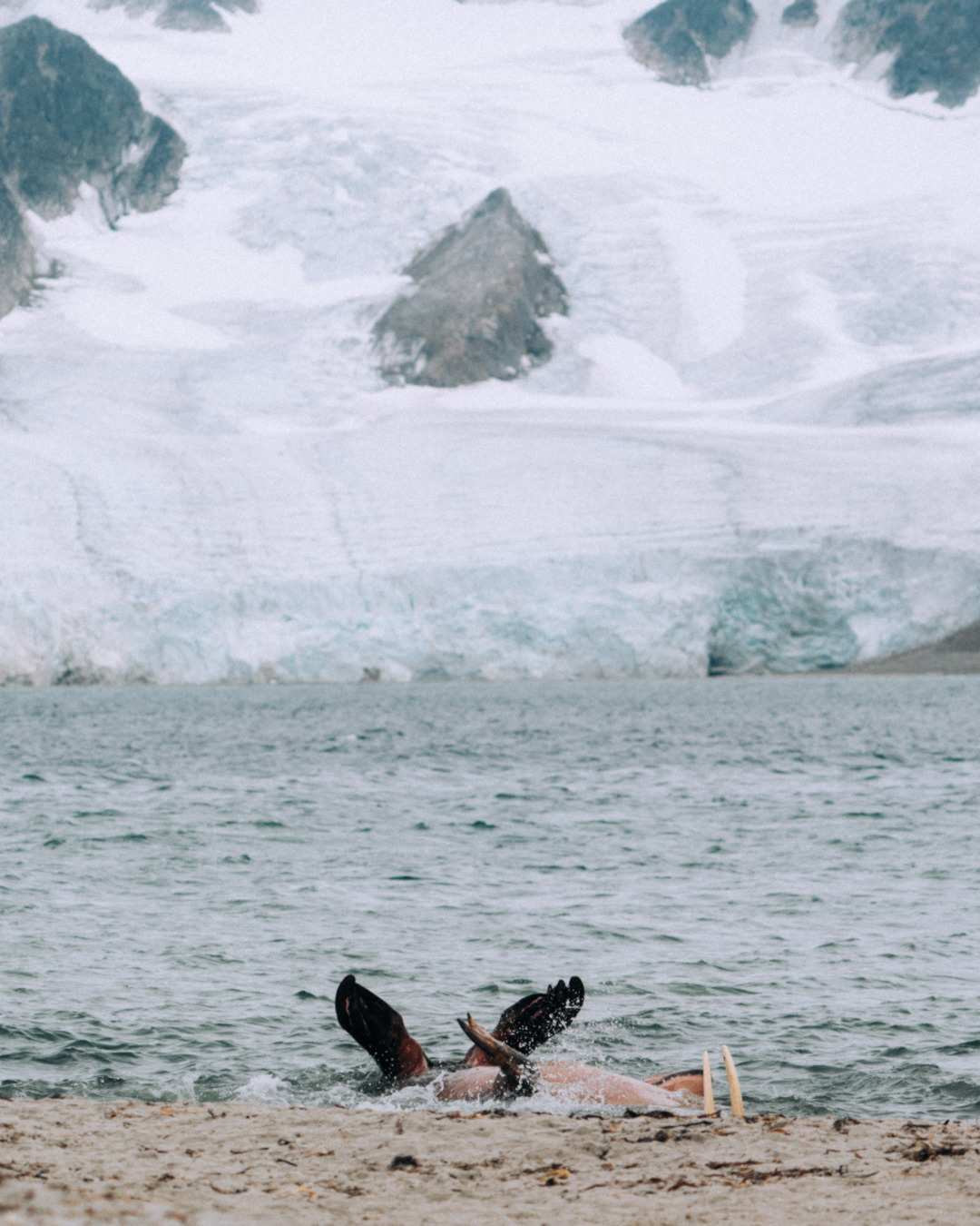 Walruses Playing in Svalbard – A Must-See