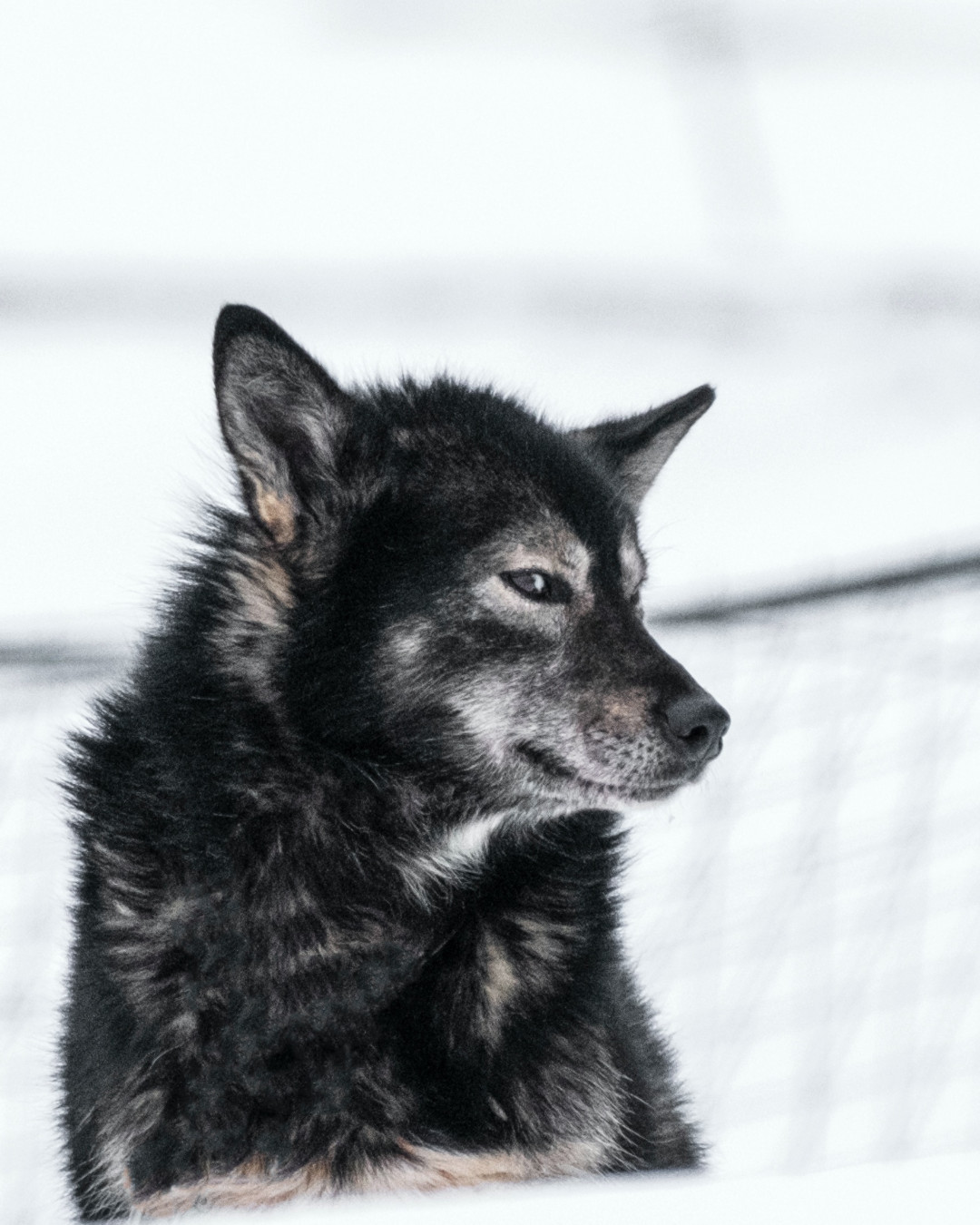 Dog Sledding Tour in Svalbard