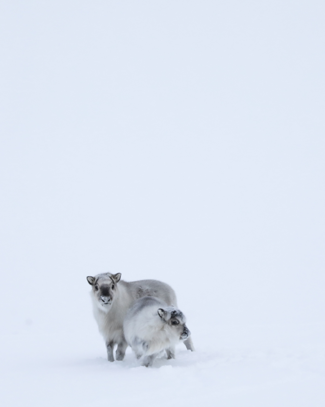 Diverse Wildlife in Svalbard