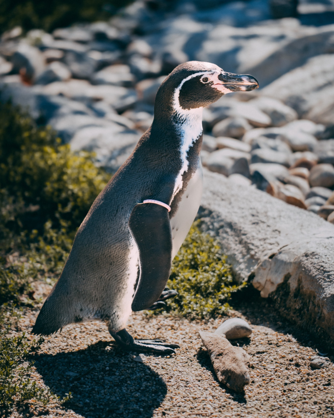 8-Day Cruise to Antarctica