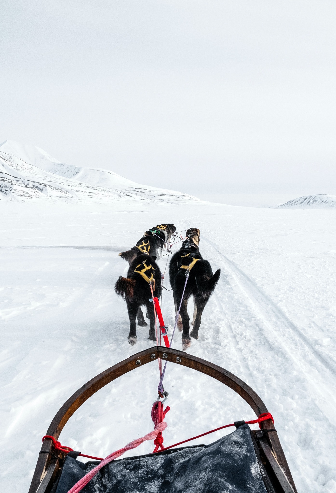 Dog Sledding in Svalbard