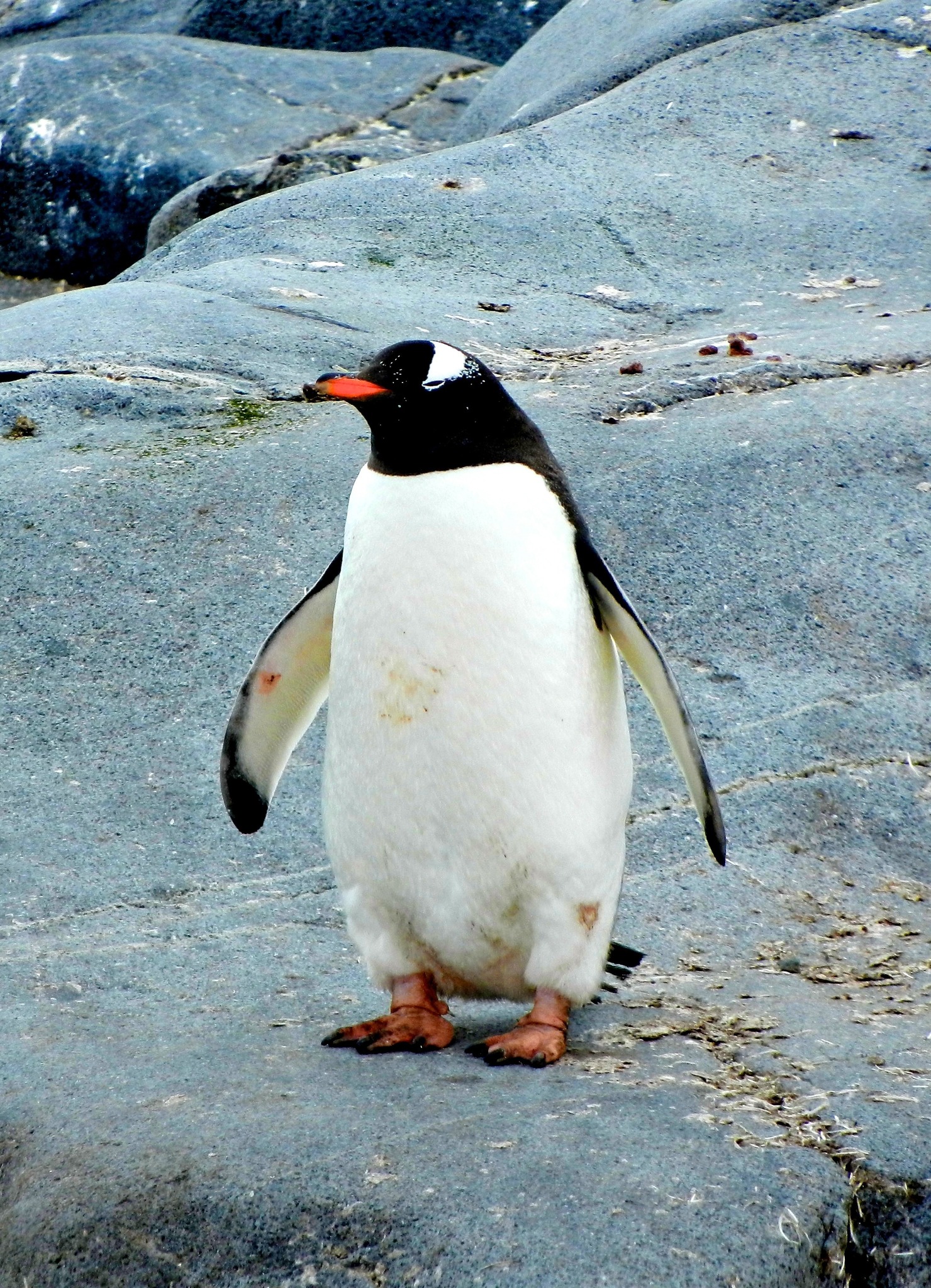 Cruises to Antarctica from Argentina