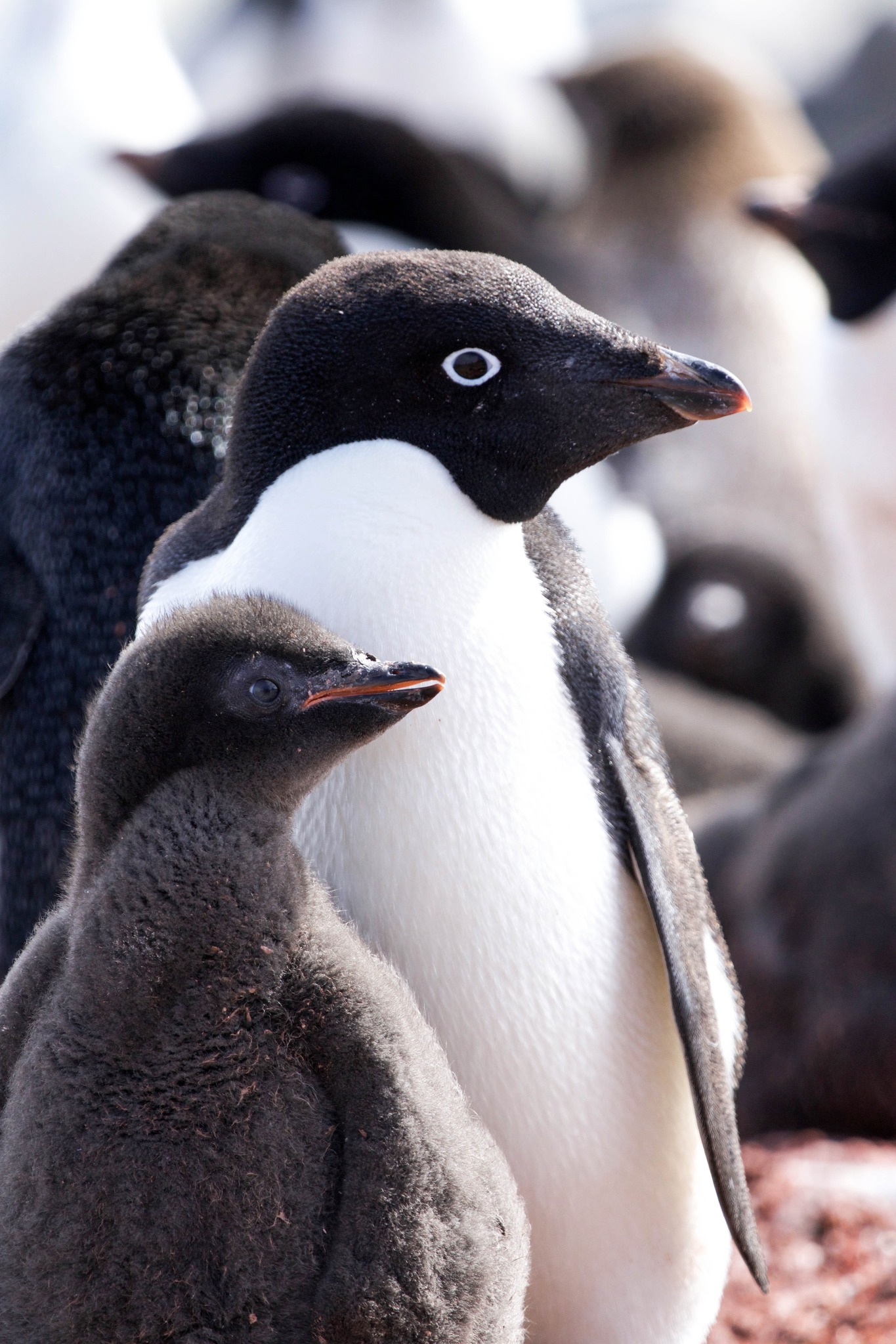 Penguin Cuteness Overload in Antarctica?
