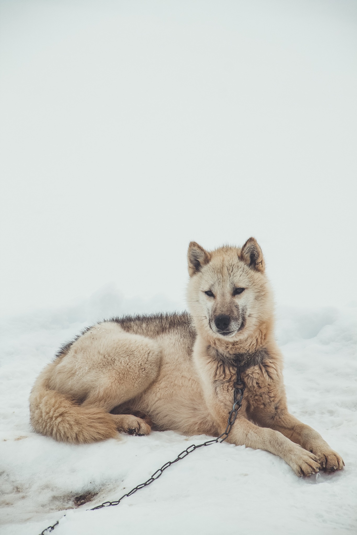 Dog Sledding Adventure in Greenland