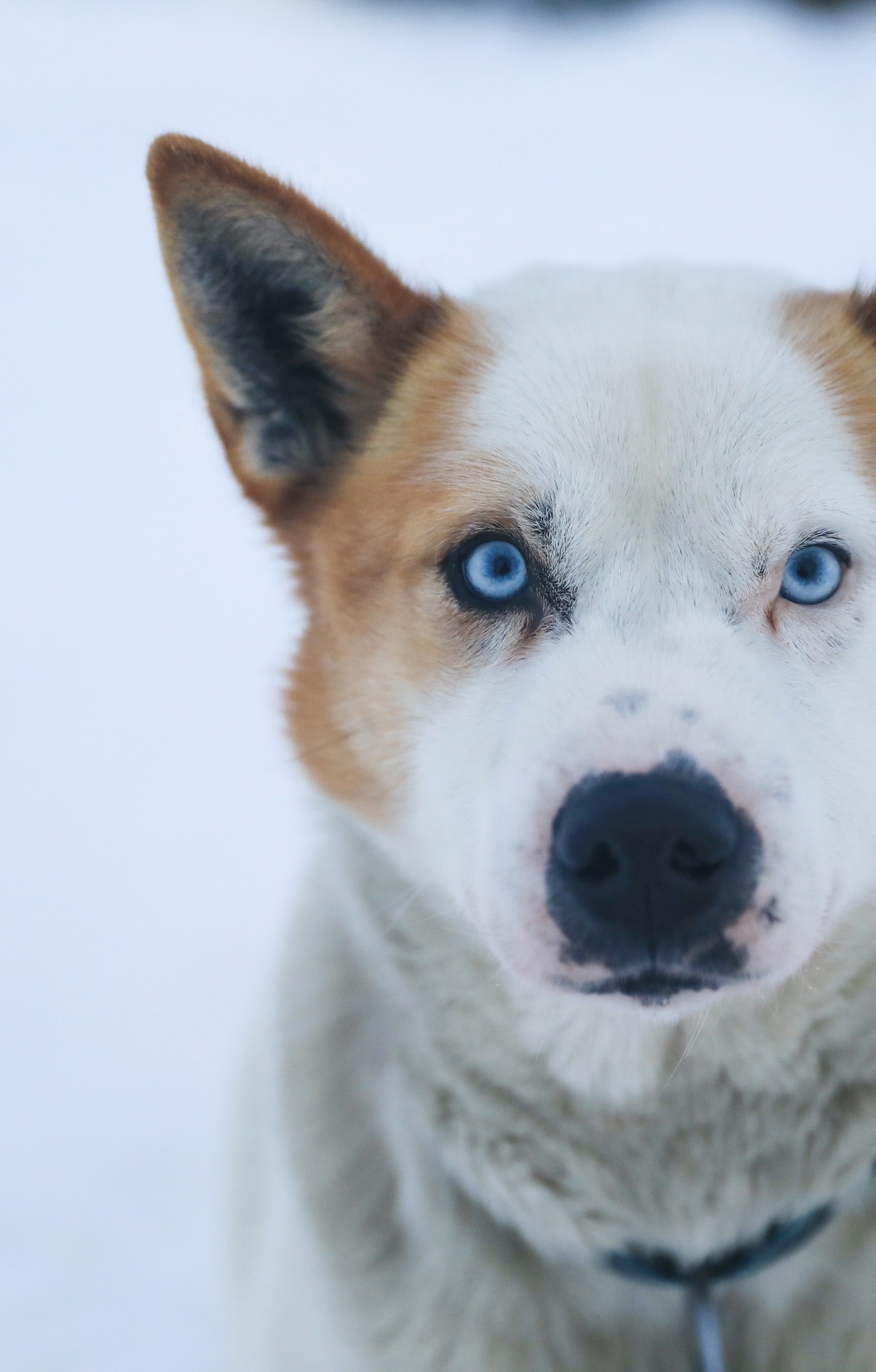 Ice Cave Dog Sledding in Svalbard, Norway