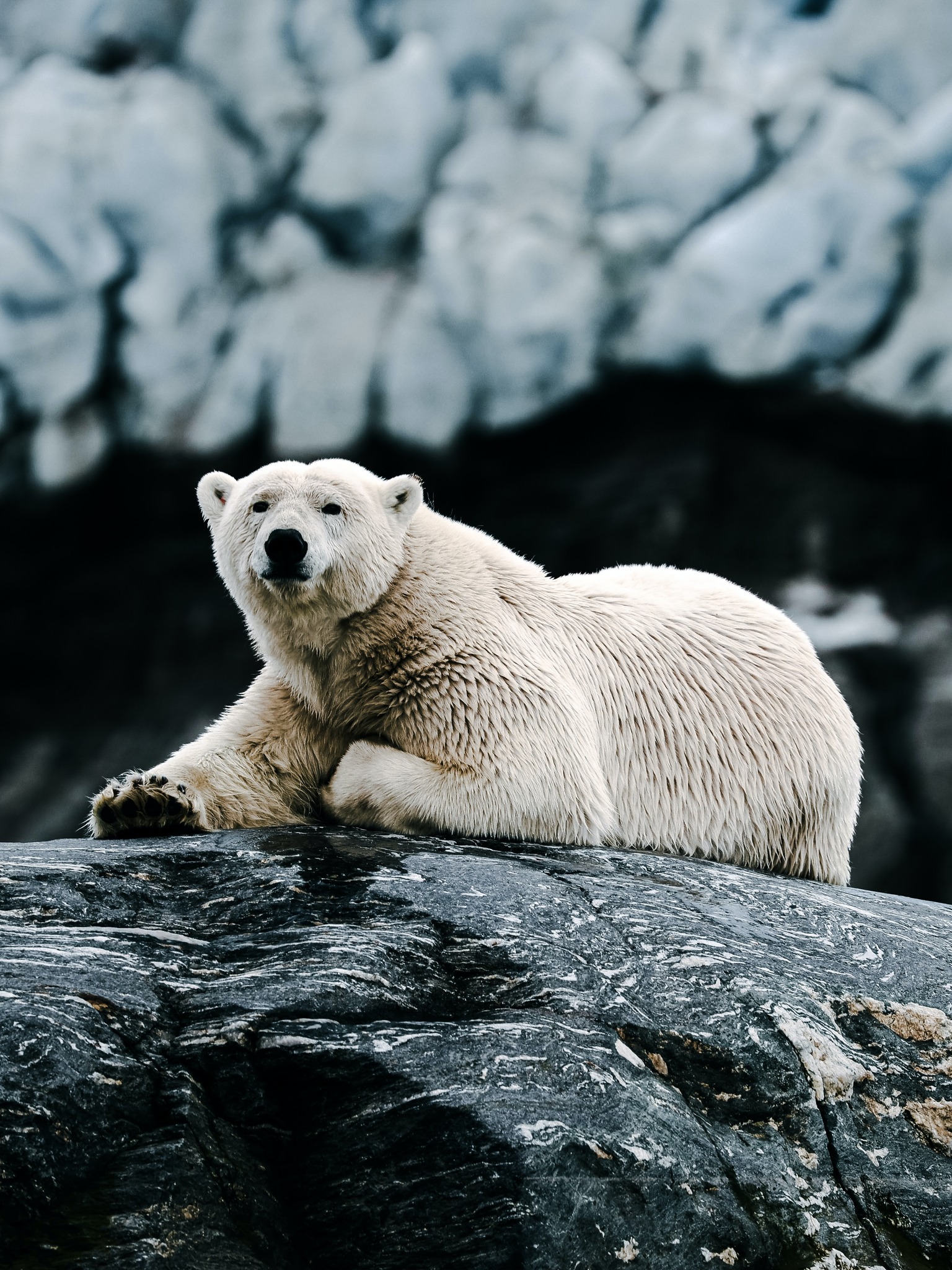 Nordic Adventure and Svalbard’s Polar Bears