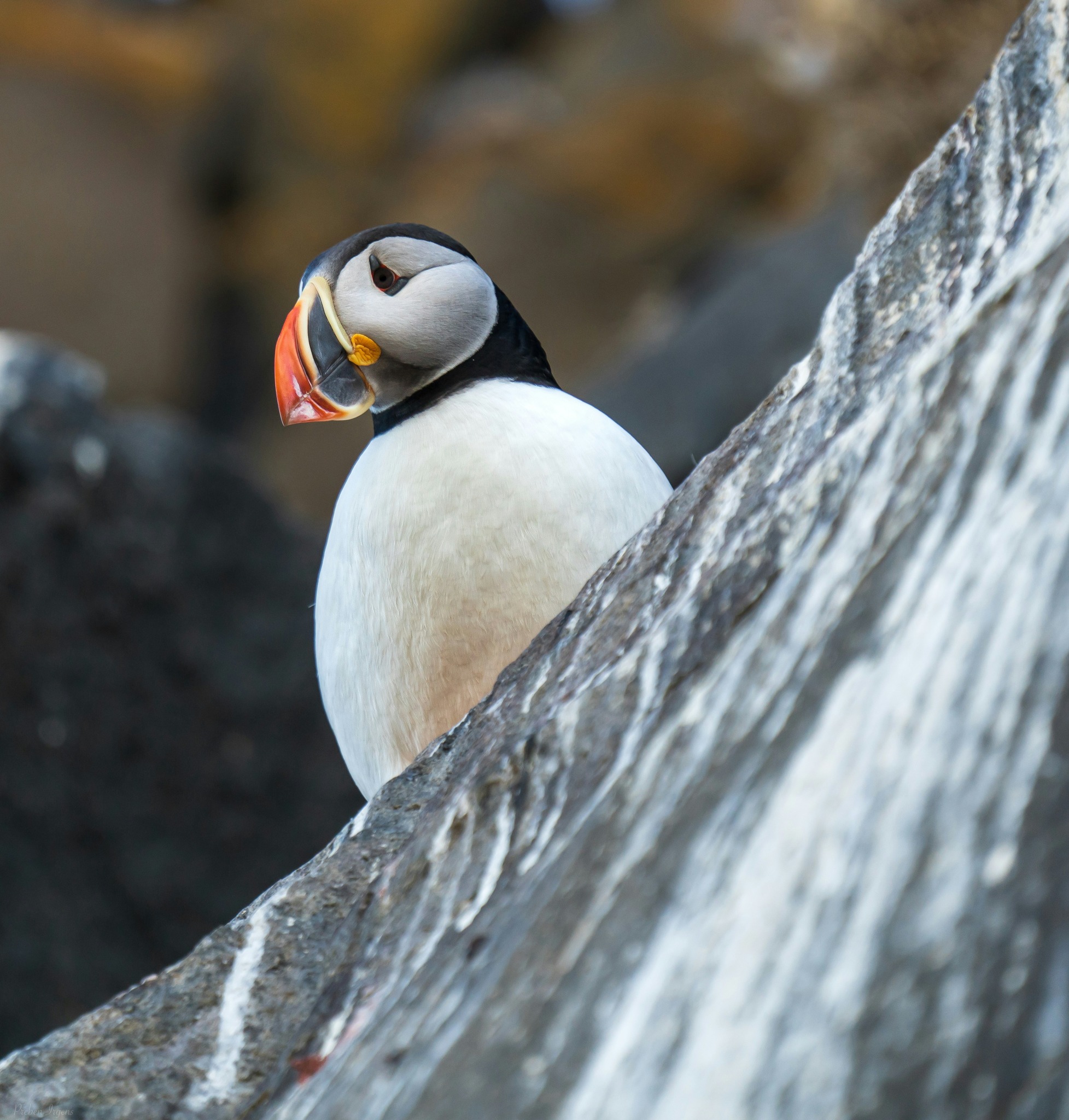 Puffin Spotting in Svalbard