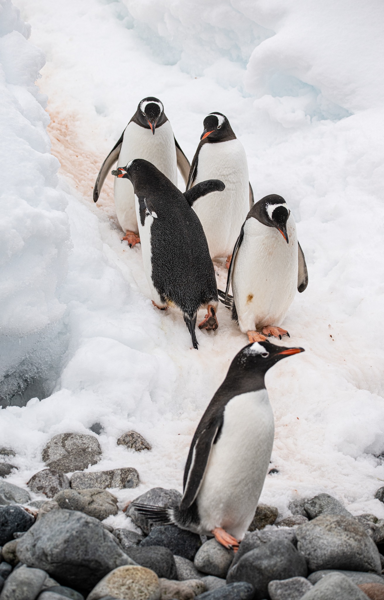 How to See Penguins