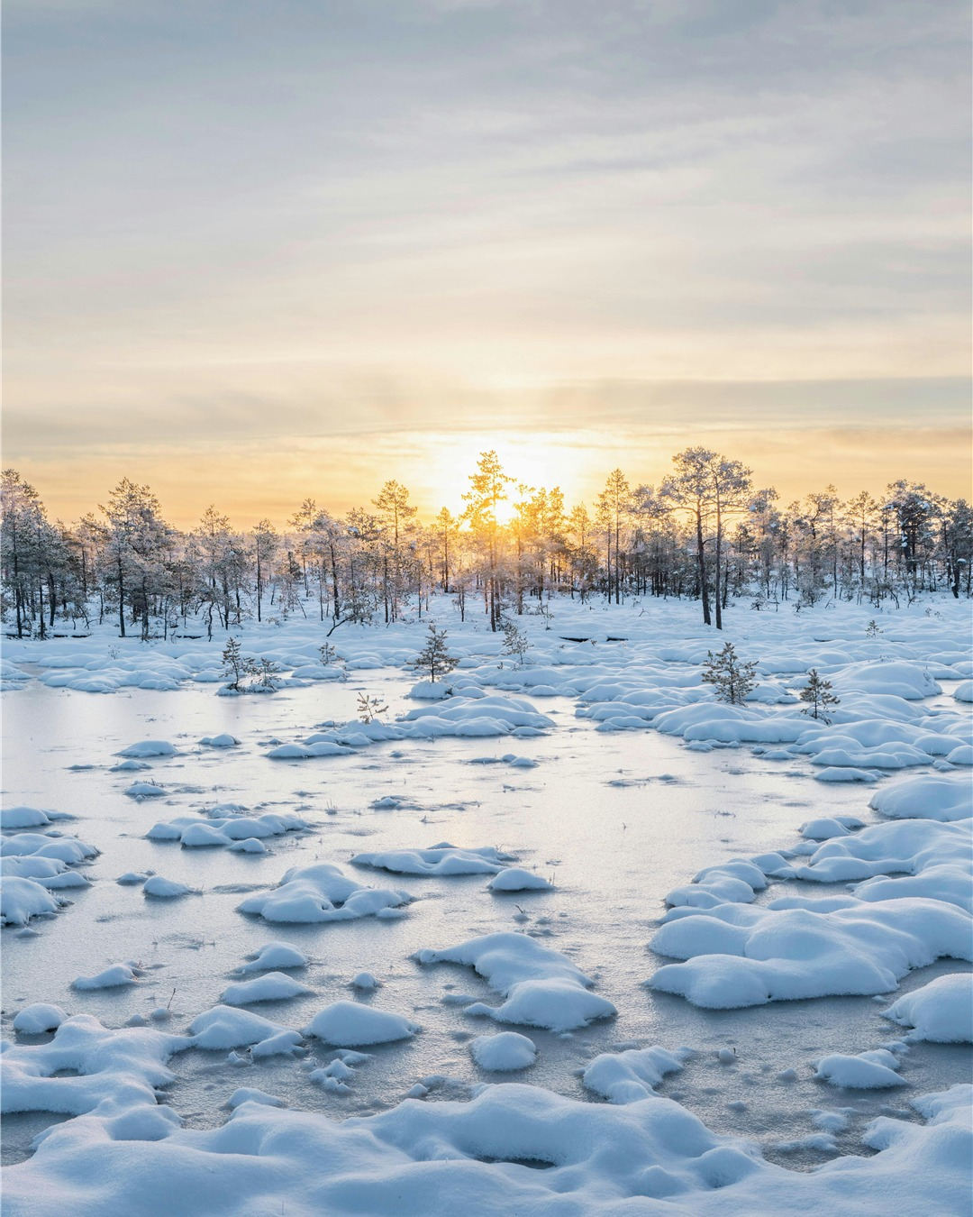 Snowy forests of Lapland offer a winter escape…