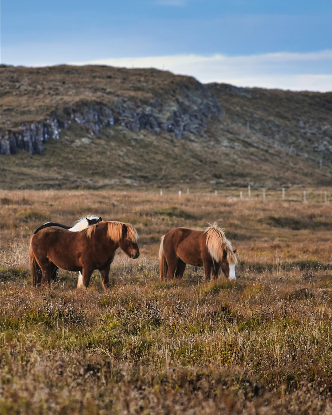 Icelandic horses aren’t just something you see—they’re an…