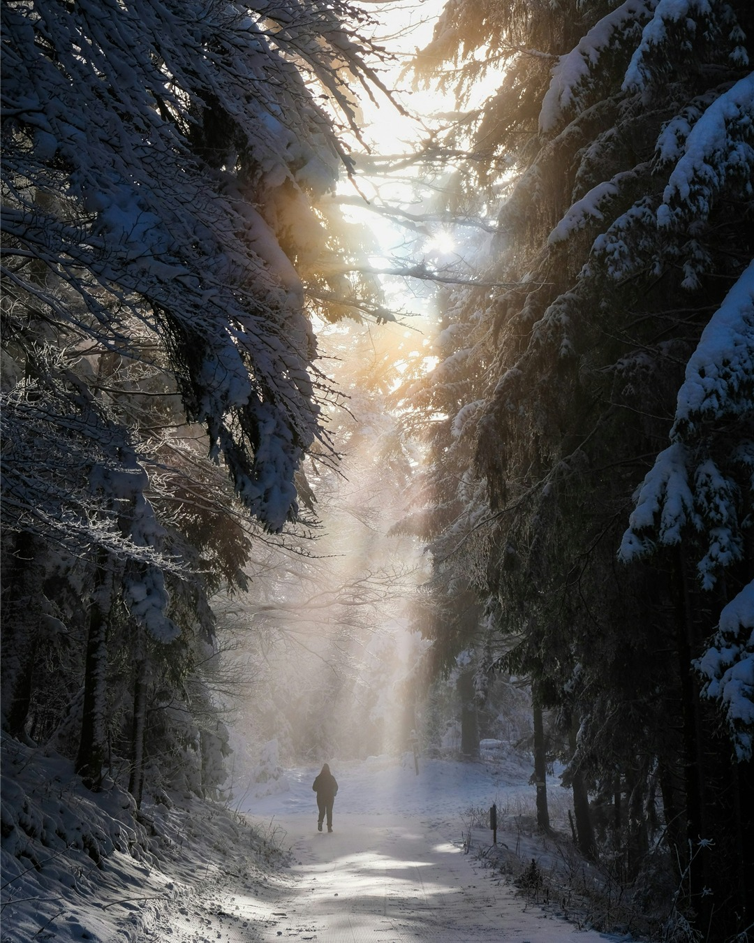 Step into the forests of Lapland with Visit…
